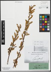 Foto von Salix alba L. x Salix fragilis L.